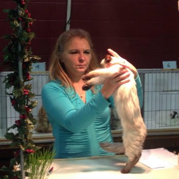 Vicky Merrill judges a Seal Point Kitten named Midgard Darla of Permes.