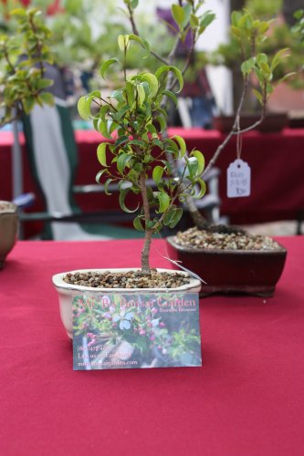 The bonsai trees from Mr. B’s Bonsai Garden at the arts market were both cute and adorable. Business card shown for scale.