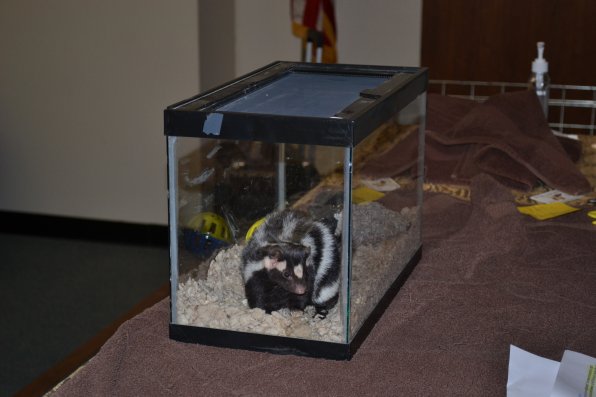 Aimee, the spotted skunk, is one you wouldn’t mind being around. That’s cause she’s been de-stinked.