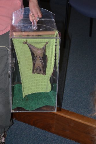 No, we didn’t put this picture in upside down; Echo the bat just likes to hang out that way.