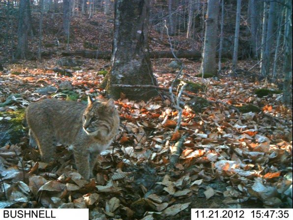 The N.H. Fish and Game Department can help you learn important things about interacting with nature, like not calling “here kitty kitty” if you see something like in this trail cam photo from Eric Aldrich.