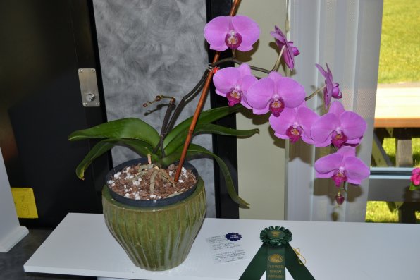 Moth orchids grow real well in Bow. That’s how it won the growers award.