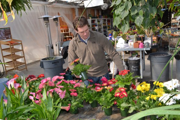 Charlie Cole likes to pick things up and put them down, especially when it comes to plants in his green house. Here he does it with some Gerber daisies.