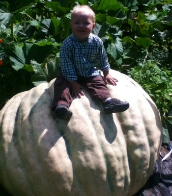 Tanner, Murray’s 19-month old son, gives you an idea of just how big this pumpkin really is.