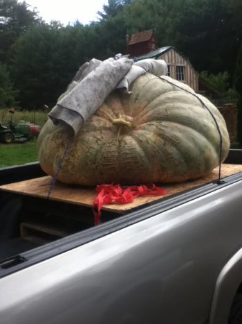 The great Murray pumpkin gets ready for a truck ride.