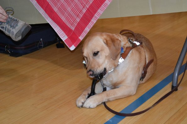 Opal, a seeing eye dog with the N.H. Association for the Blind, chows down on a chew toy at the Abbot-Downing School Health Fair last week.