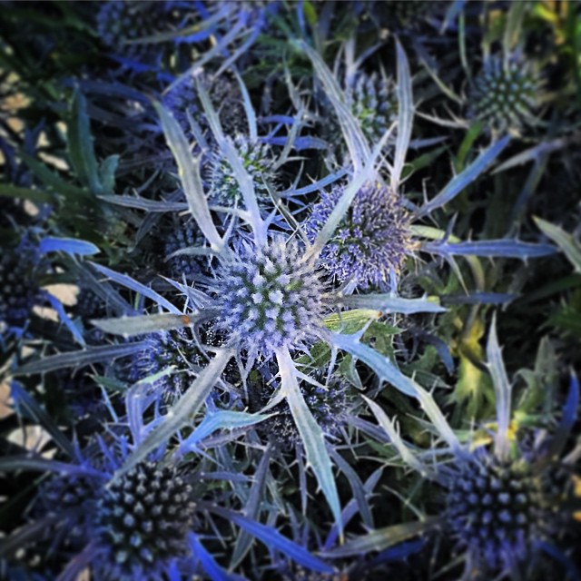 This may look like a digital representation of stuff inside your body from one of those drug commercials with a million deadly side effects, but it’s actually Thistle Blue Dynamite, as shot by our friends at Cole Gardens (@colegardens on Instagram). Tag us with #concordinsider when you post!