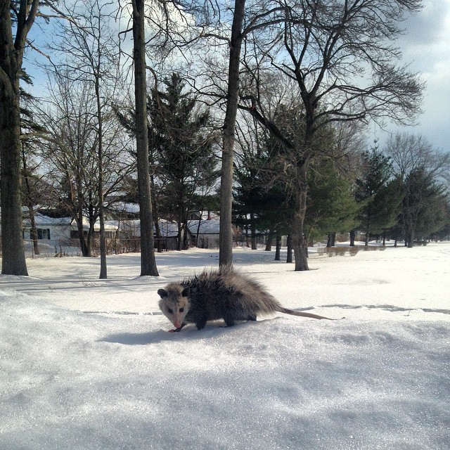 These are the kinds of photos you wind up with when we’re stuck in sprinter, that weird void in the meterorological world where it’s kind of still winter but almost sort of spring. Also known as “when animals say hibernation shmibernation (in their cute little animal voices) and just start walking on snow. Either way, this little guy sure knows how to work the camera. Thankfully Instagram user @tkc2000 was there to catch the moment.