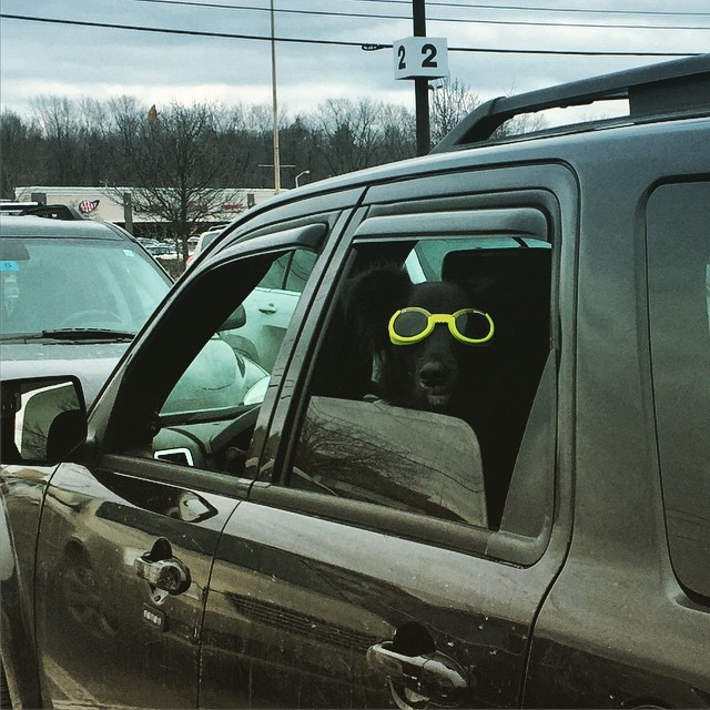 The driver of this car was nice enough to roll the window down a little so this dog could be safe (take notes, everyone. That’s how it’s done). And the dog was nice enough to roll the window down a little more so everyone could peep his super puppy swag. Nothing in Concord is more chill than this dog right now. We can say that with utmost confidence. Thanks to @drewgrosvenor for posting the photo! We want to find your pictures, too – just tag us with #concordinsider when you post.
