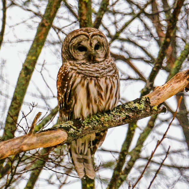 This isn’t a photo from that time we woke up at a wildlife preserve after a particularly crazy Saturday night and just hung out there for a couple of weeks. Is it? That’s all a little foggy. We’re pretty sure this is a picture from Instagram user @boudreaujr, who said he pulled over to capture this barred owl on Hutchins Street right here in our fair city. Great snap, @boudreaujr!