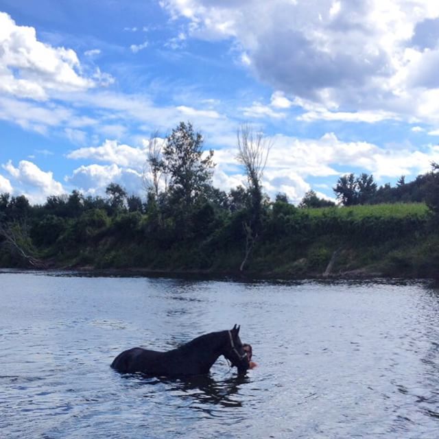Sometimes when it’s really hot, you just gotta take your horse into the Merrimack River for a quick dip. That’s what they say, right? At least that’s the scene Instagram user @tkc2000 presented recently. Makes sense, though – a kiddie pool in the backyard wouldn’t exactly cut it for this guy. Photo credit goes to Instagram user @kylephaneufmusic.