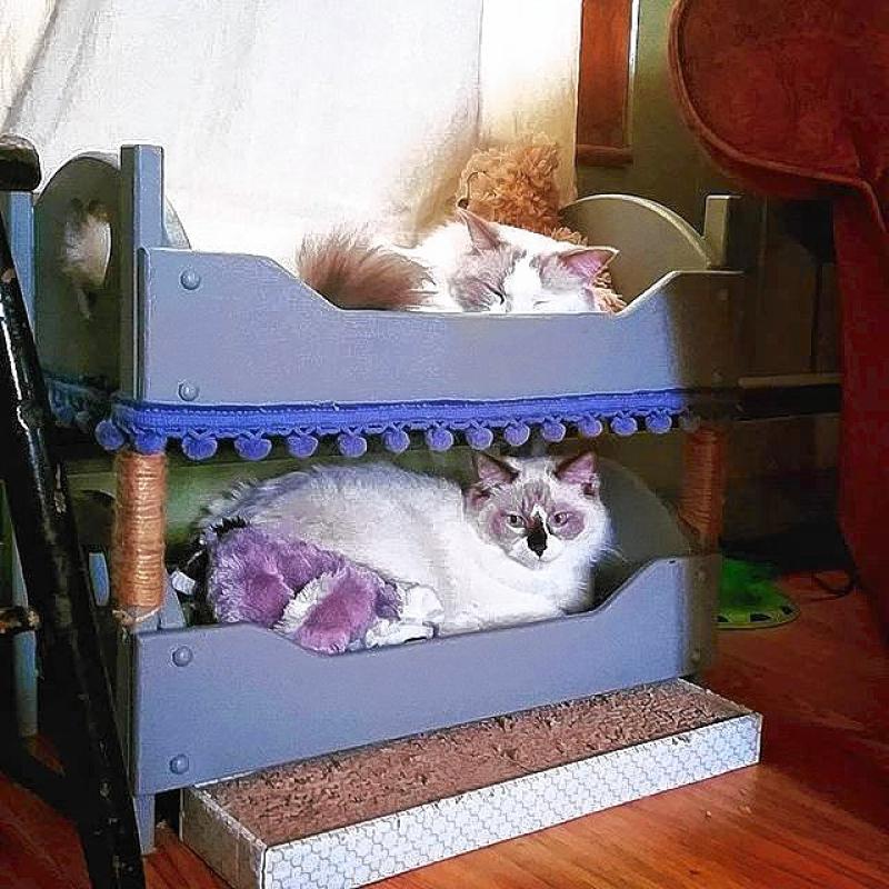 In keeping with the pets theme, we figured why not check out our Instagram feed to see what pictures people were posting of their animals. Thanks to Instagram user @pincoske and his ragdolls, Pierre and Jacques, we didn’t have to look too hard. It’s safe to say this guy really likes his kitties because only a crazy cat person would actually have bunk beds for their cats. It’s nice to know there are others out there like us. (Courtesy photo) - 
