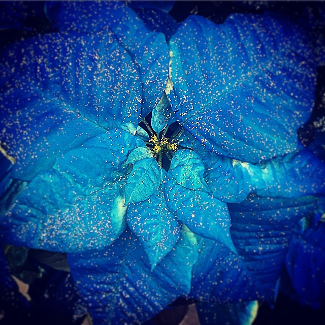 Instagram user @charcole7said he was feeling blue about this poinsettia, so we threw on a lab coat, prescribed him two Insiders and told him to call us in the morning. We might miss the call, though, because we’ll probably still be staring at this mesmerizing photo!