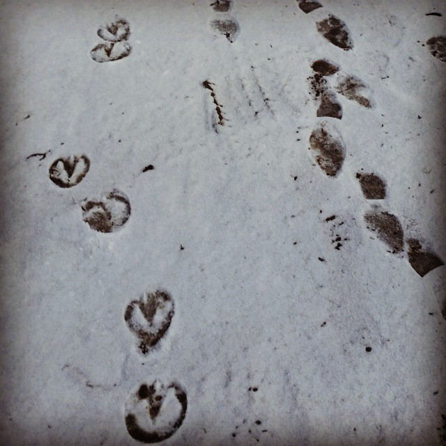 This picture of funky tracks comes to us from Instagram user @kristycakes27, who apparently has a really round left foot that is a scientifically puzzling distance from her normal right foot. Really, though, this is a cool picture of the imprints left when @kristycakes27 went for a stroll with her horse. Want to see your Instagram picture in the paper? Of course you do! Just tag us with #concordinsider when you post and we’ll take care of the rest.