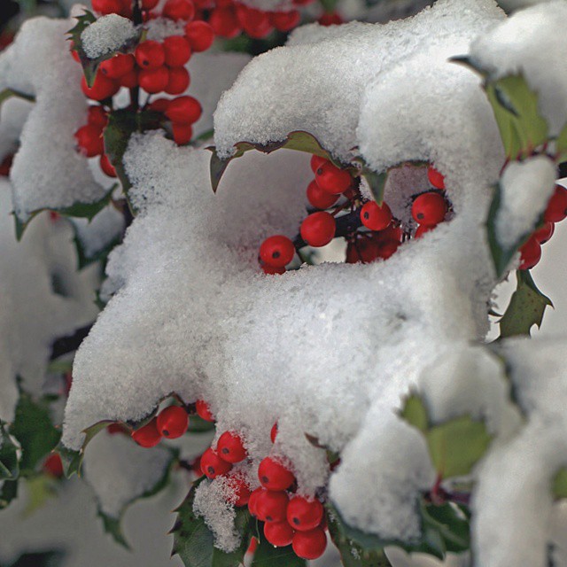Here’s a recap of the pre-Thanksgiving snow storm in a photo from Instagram user @boudreaujr – some holly berries (not to be confused with the more popular Halle Berrys). We figured we’d use this picture instead of ours, which was just going to be us giving an extended middle finger to the sky.