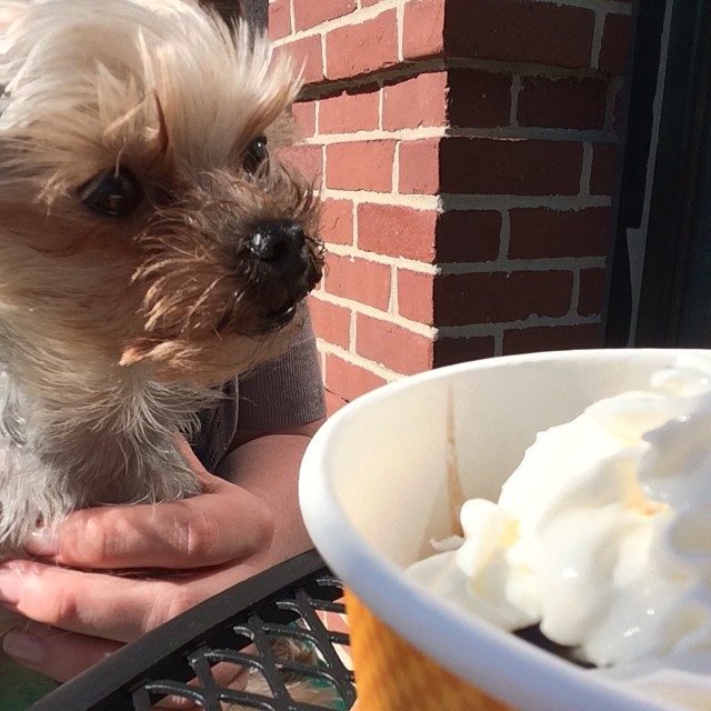 Ever since the creation of Milkbone flavored frozen yogurt and the addition of Beggin’ Strips to the toppings bar, Orange Leaf has been overrun by hungry pups trying to get in on a piece of the action. So who can blame little Leonidas for gazing longingly at this sweet treat? Thanks to Instagram user @easpell688 for the photo. Tag us with #concordinsider in your photos and they just might end up in a future issue of the Insider!