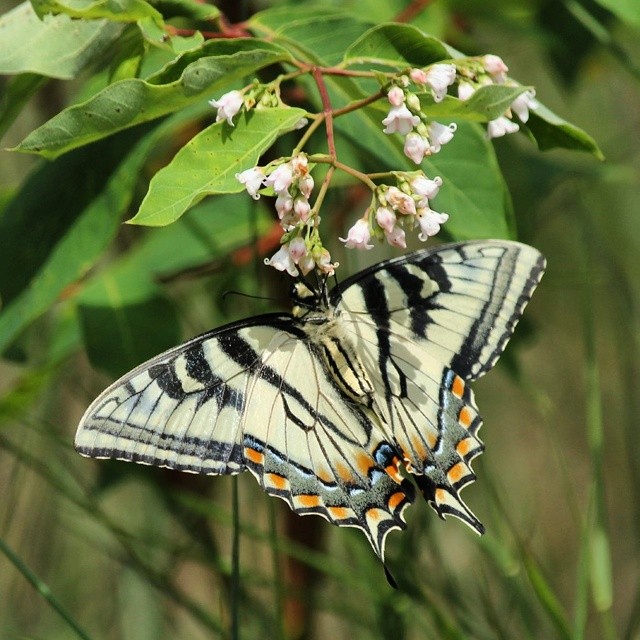 According to Instagram user @boudreaujr, this is the Eastern Tiger Swallowtail at the Karner Blue Easement in Concord. It’s a good thing he supplied all those details, because we would have said it was a, um, butterfly. On a flower-type thing. What? We’re not butterflyologists over here.
