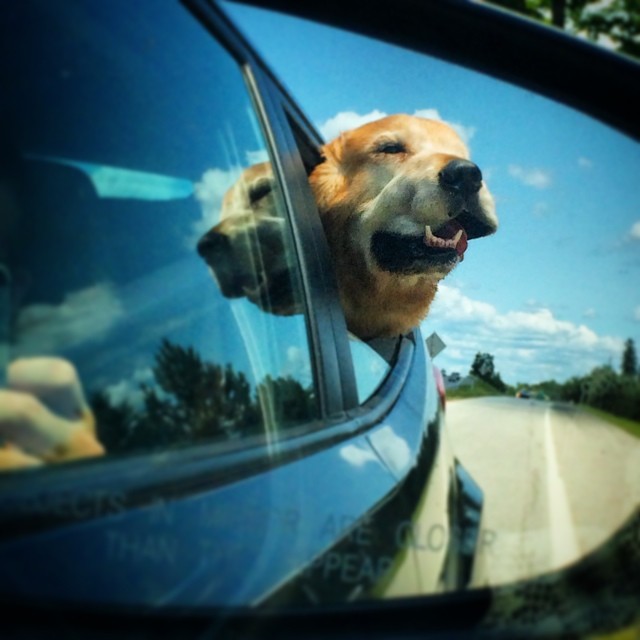 With a name like Harley, it’s no wonder this guy likes to cruise with the air hitting his face. This rear-view mirror photo of Harley’s ride home from Market Days comes from Instagram user @nhnolagirl. Be careful, though, flapping dog jowls are closer than they appear. Also, is Harley rocking a shower cap made of clouds?