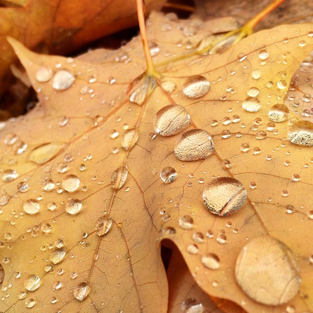 We’re not really sure where Instagram user @phozography found all these clear marbles in different sizes or how he got them to stay on a leaf, but it’s a pretty sweet trick! Maybe if it would ever rain around here he could recreate the shot with actual water. Tag us in your Instagram pics with #concordinsider!