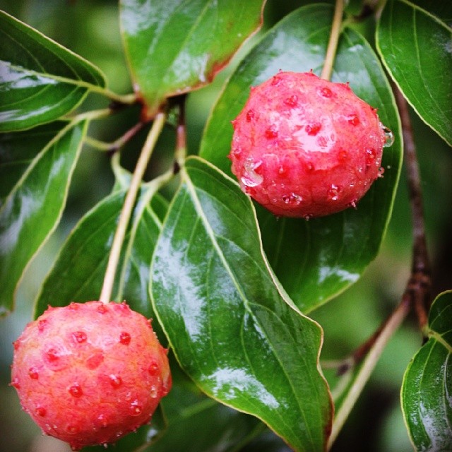 This photo of Kousa dogwood fruit comes to us from Instagram user boudreaujr. Bonus points for the live action dew drop on the top berry. Want your picture here? Tag us in your Instagram pics – we’re @concordinsider. 