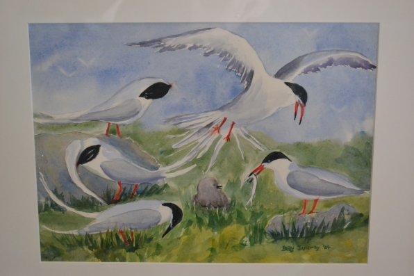 Common Terns, Isles of Shoals.