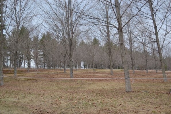 Given all the maple trees, it’s only appropriate its called Mapletree Farm.