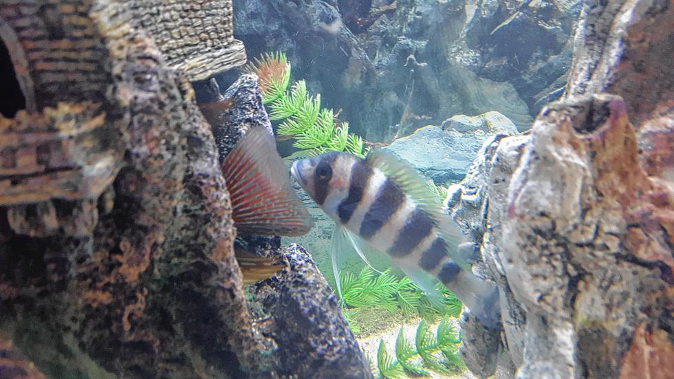 I have many fish, and this is Bandit. He can live 20 years and grow to as big as 20 inches! (Courtesy of Cassie Fitzgerald) - 
