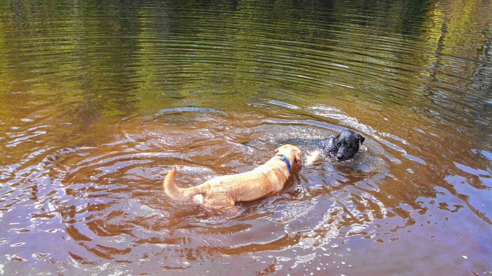 Jon's dogs Kylie (golden) and Tobey (black) torment a fish. They didn't hurt it, but they sure barked it into submission. (JON BODELL / Insider staff) - 
