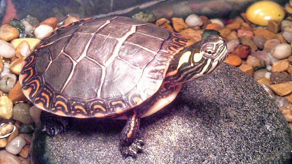 Chipper loves to bask on his rock under the heat light. (Courtesy of Cathy Valley) - 
