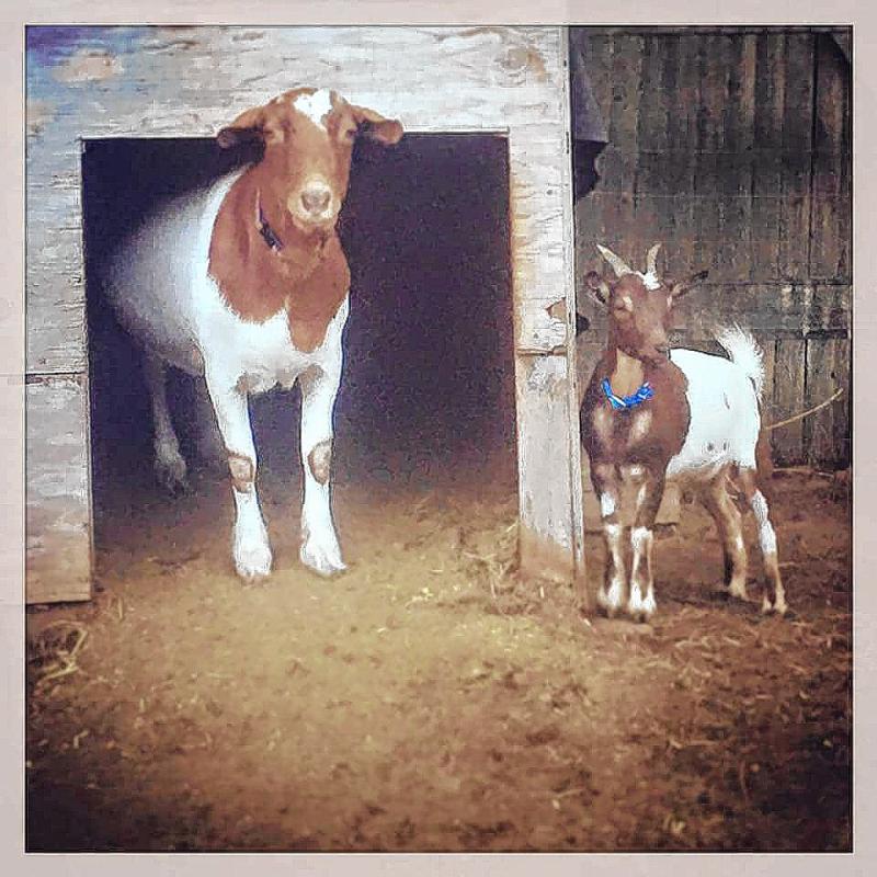 The little goat is Gladys (10 months) and the bigger one is Amber (8 years). (Courtesy of April Provencher) - 
