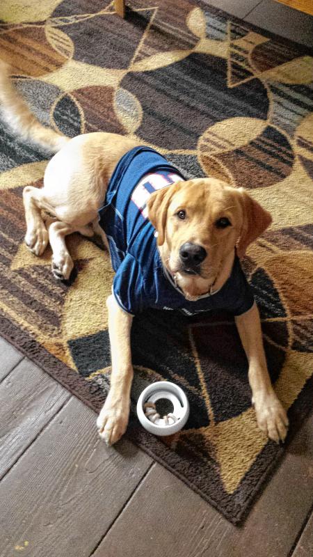 Here is Barley. He is a lab/retriever mix. He is a year and 5 months, and he loves the Patriots! (Courtesy of Martha Delong) - 
