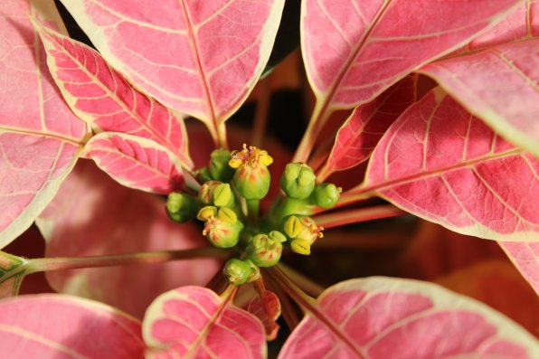 This is a closeup of the flower, or cyathium, of the poinsettia. It is surrounded by colorful bracts, according to Chris Schlegel. (whatever that is!)