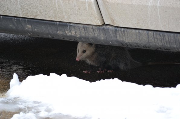 Peter the possum.