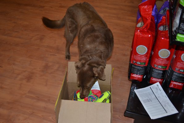 Betty, the 12-year-old dog of owner Adam Burr-Mecum, rummages through a box of new toys.