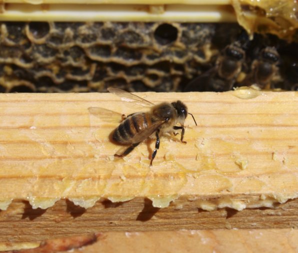 A honey bee returning to the hive. Check out that extended proboscis! That’s how it collects the nectar.