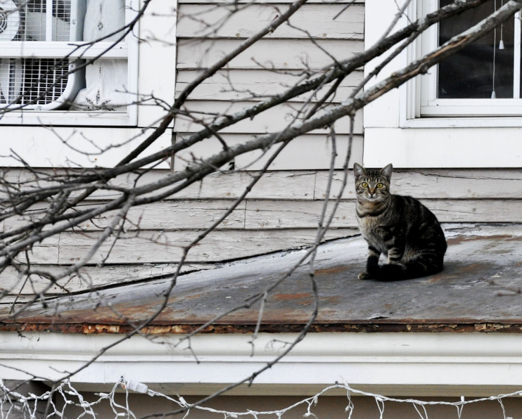 Reader Deb LaValley sent us in this picture of a chilly cat on North State Street, just stayin’ on the roof as long as she can.