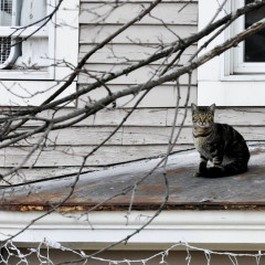 Cat on a cold tin roof – Tue, 27 Mar 2012