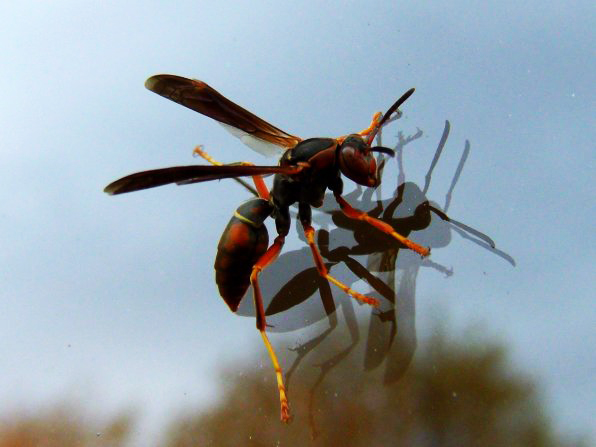  Reader Thomas Wilson sent us this picture – it’s the first hornet of spring! Watch your back, readers!