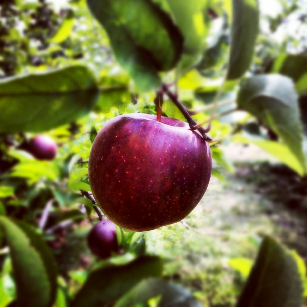 Instagram user _connormac sent us this picture, snapped at Carter Hill Orchard. Looks good enough to eat!