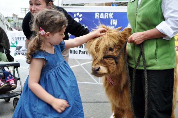 Lily Waldbogel, 4, pets a highlander cow