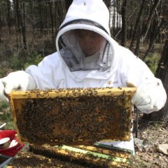 All abuzz about beekeeping