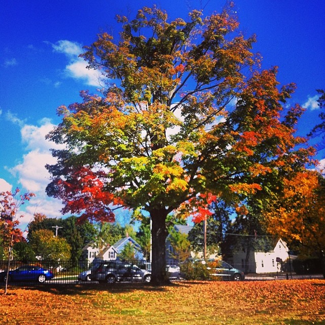 Instagram user @rebeccath sent us this lovely shot of some Concordian fall foliage - just in time for our Instagram fall foliage photo contest! Tag your foliage photos with #fallfoliage and @concordinsider.