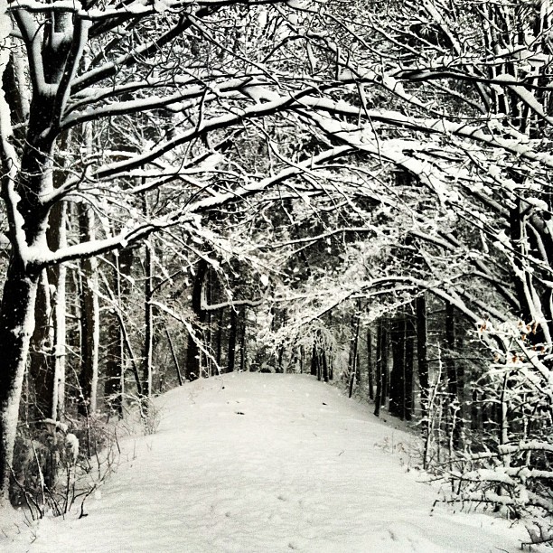 This shot of our winter wonderland was taken by Instagram user @xfoli8r. If you want to see your Instagram photos on our pages, just tag us – we’re @concordinsider, naturally. Be sure to follow us, too!