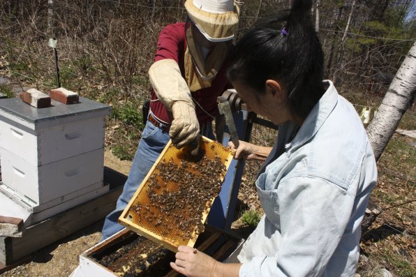 Barbara Lawler pulls a frame from one of her hives as her husband, Kevin, points out some activity. Note the lack of protective gear; Lawler practices what she calls “zen beekeeping.”