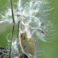 Wonderful milkweed