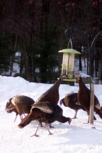 Look at those wild turkeys munching from Paul Basham’s feeder this winter! What a bunch of crazy birds!