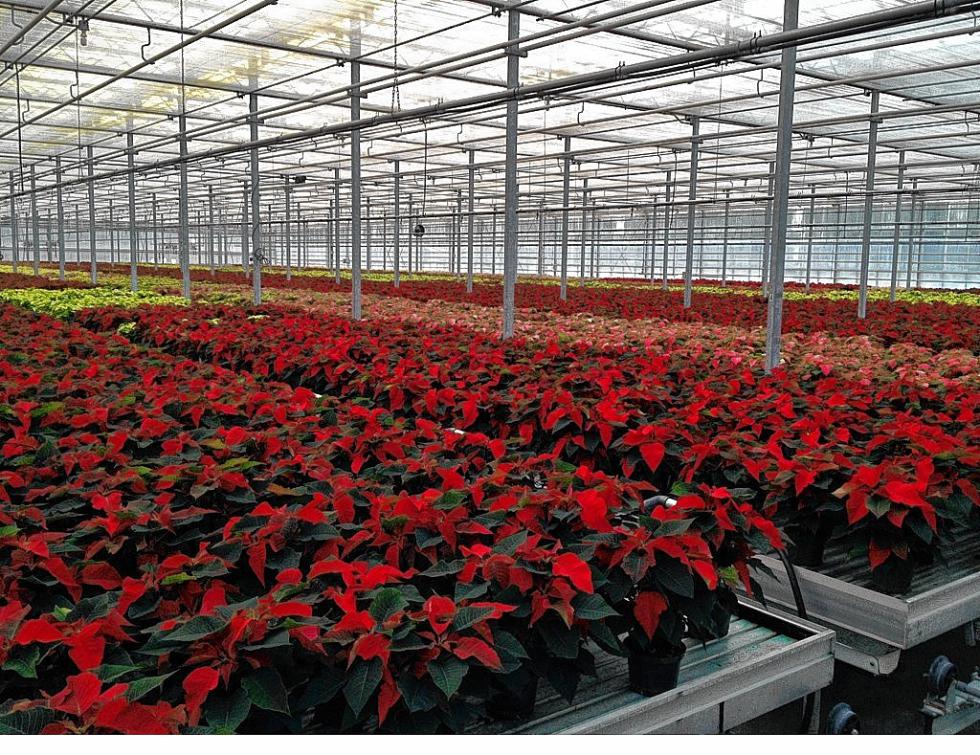 The Bow Garden Club has the lowdown on all things poinsettia The