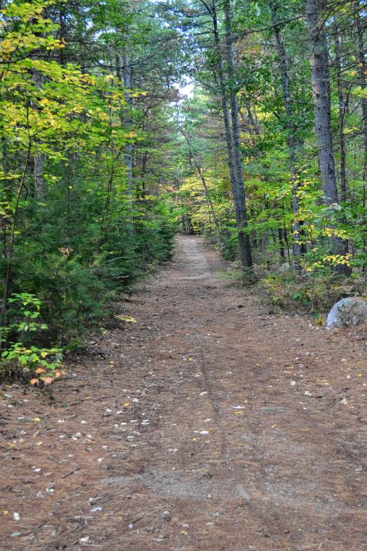 The trail leading into Knox Road Forest. (TIM GOODWIN / Insider staff) - 
