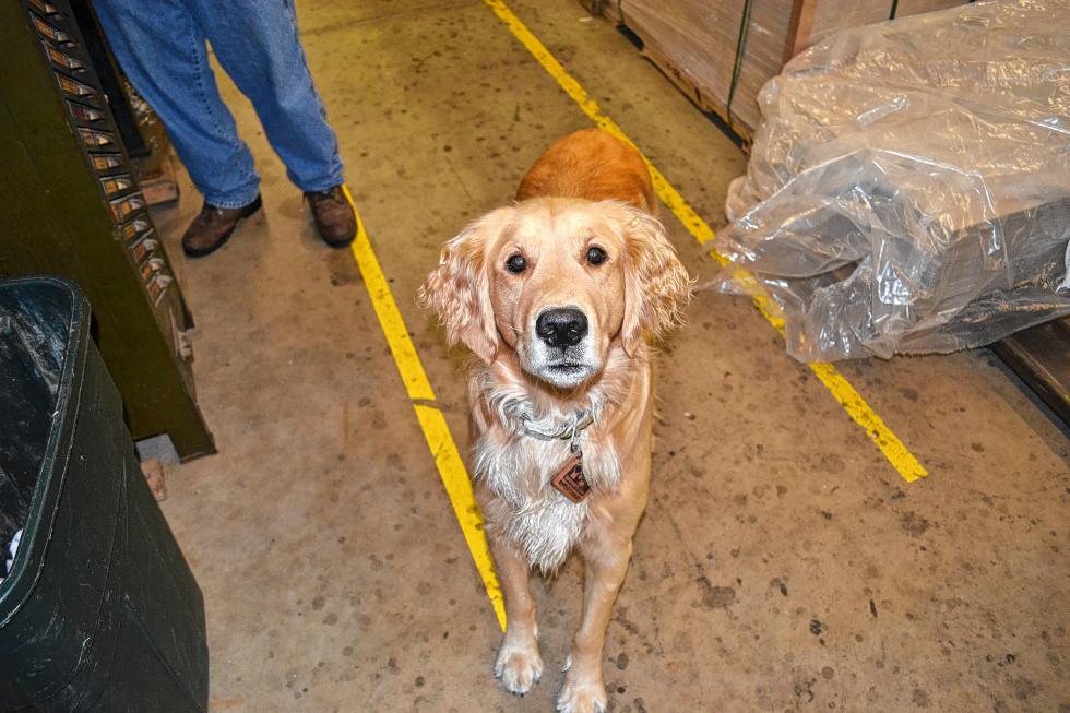That’s Phineas, the unofficial office mascot of the bindery. (TIM GOODWIN / Insider staff) -