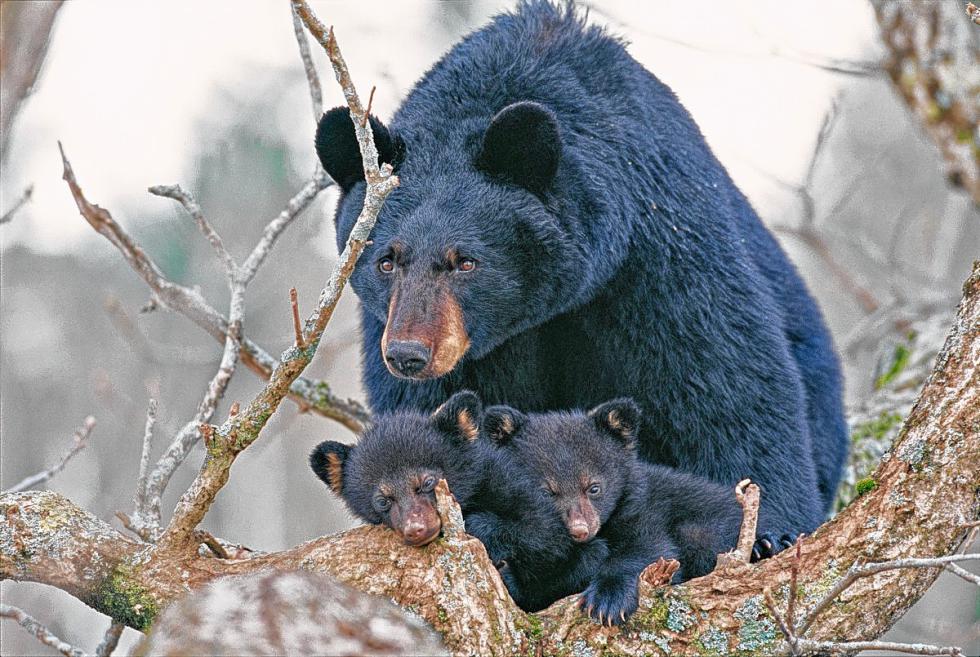 Those bear cubs sure do look cuddly. (ROGER IRWIN/ For the Insider) - 
